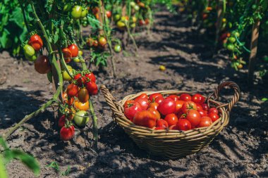 Bahçede domates hasadı. Seçici odaklanma. Yiyecek..