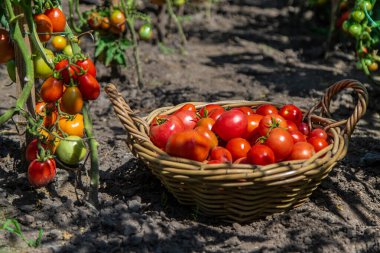 Bahçede domates hasadı. Seçici odaklanma. Yiyecek..