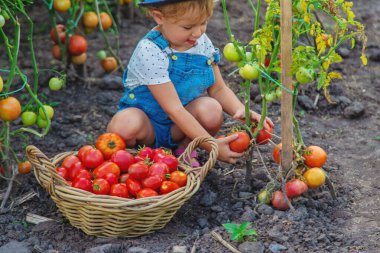 Bir çocuk bahçede domates topluyor. Seçici odaklanma. Çocuk.
