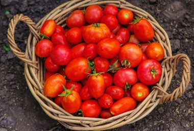 Bahçede domates hasadı. Seçici odaklanma. Yiyecek..