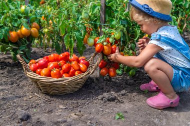 Bir çocuk bahçede domates topluyor. Seçici odaklanma. Çocuk.