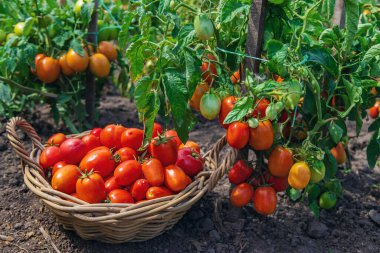 Bahçede domates hasadı. Seçici odaklanma. Yiyecek..