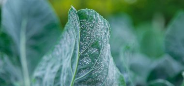 Whitefly bahçedeki lahana yaprakları üzerinde bir baş belasıdır. Seçici odaklanma. Doğa.