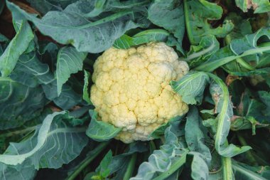 Bahçede karnabahar hasadı. Seçici odaklanma. Yiyecek..