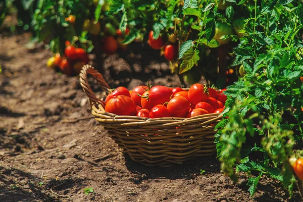 Bahçede domates hasadı. Seçici odaklanma. Yiyecek..