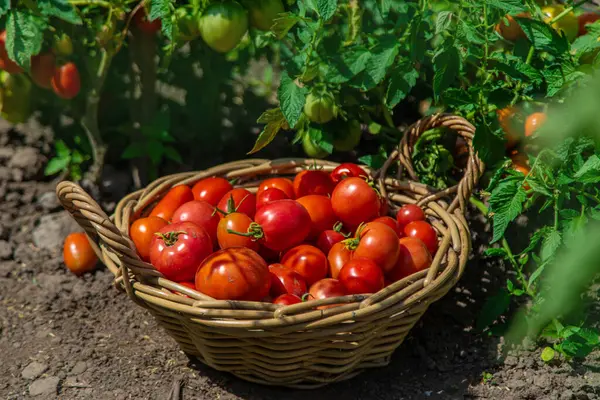 Bahçede domates hasadı. Seçici odaklanma. Yiyecek..