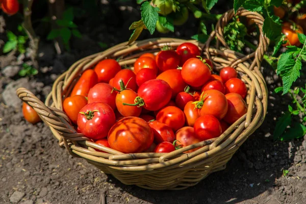 Bahçede domates hasadı. Seçici odaklanma. Yiyecek..