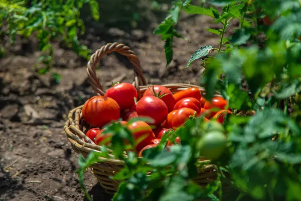 Bahçede domates hasadı. Seçici odaklanma. Yiyecek..