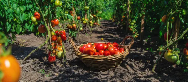 Bahçede domates hasadı. Seçici odaklanma. Yiyecek..