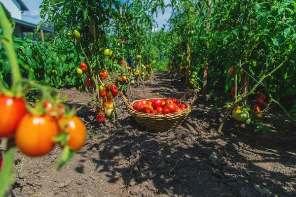 Bahçede domates hasadı. Seçici odaklanma. Yiyecek..