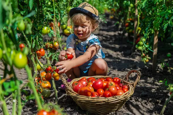 A child is harvesting tomatoes in the garden. Selective focus. Kid.