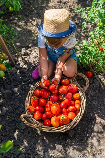 A child is harvesting tomatoes in the garden. Selective focus. Kid.