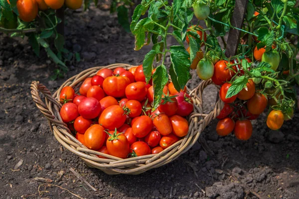 Bahçede domates hasadı. Seçici odaklanma. Yiyecek..