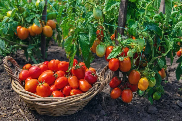 Bahçede domates hasadı. Seçici odaklanma. Yiyecek..
