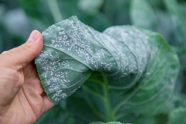 Whitefly bahçedeki lahana yaprakları üzerinde bir baş belasıdır. Seçici odaklanma. Doğa.