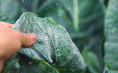 Whitefly bahçedeki lahana yaprakları üzerinde bir baş belasıdır. Seçici odaklanma. Doğa.