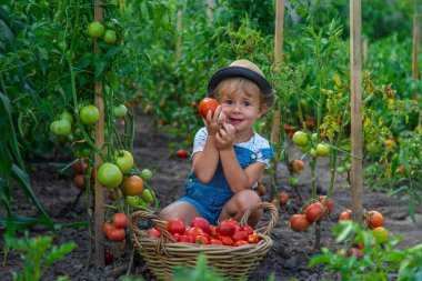 Bir çocuk bahçede domates topluyor. Seçici odaklanma. Çocuk.