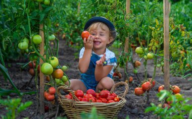 Bir çocuk bahçede domates topluyor. Seçici odaklanma. Çocuk.