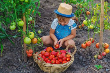 Bir çocuk bahçede domates topluyor. Seçici odaklanma. Çocuk.