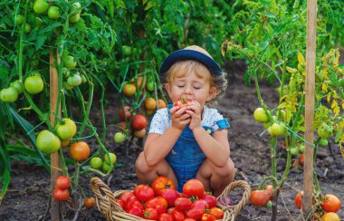 Bir çocuk bahçede domates topluyor. Seçici odaklanma. Çocuk.