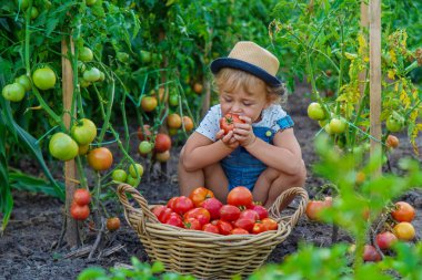 Bir çocuk bahçede domates topluyor. Seçici odaklanma. Çocuk.