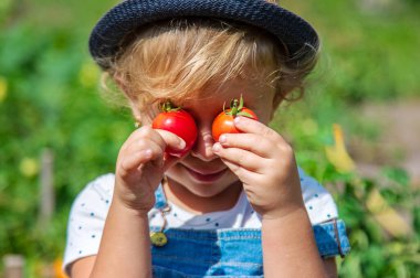 Bir çocuk bahçede domates topluyor. Seçici odaklanma. Çocuk.