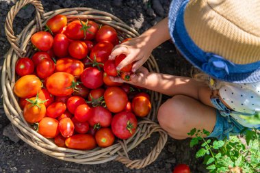Bir çocuk bahçede domates topluyor. Seçici odaklanma. Çocuk.