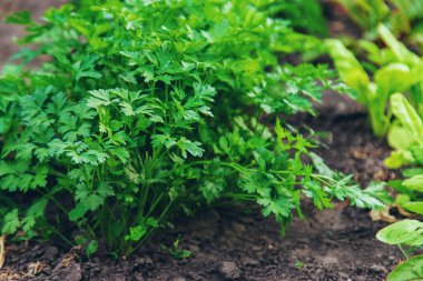 Bahçede yeşillik yetişir. Seçici odaklanma. yiyecek.
