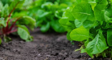 Bahçede yeşillik yetişir. Seçici odaklanma. yiyecek.