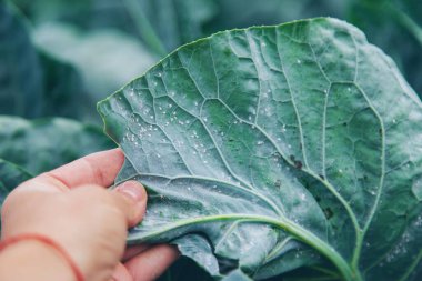Whitefly bahçedeki lahana yaprakları üzerinde bir baş belasıdır. Seçici odaklanma. Doğa.