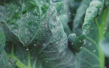 Whitefly bahçedeki lahana yaprakları üzerinde bir baş belasıdır. Seçici odaklanma. Doğa.