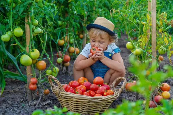 Bir çocuk bahçede domates topluyor. Seçici odaklanma. Çocuk.