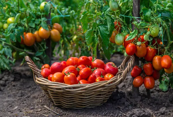 Bahçede domates hasadı. Seçici odaklanma. Yiyecek..