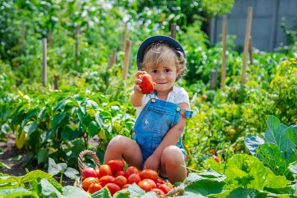 Bir çocuk bahçede domates topluyor. Seçici odaklanma. Çocuk.
