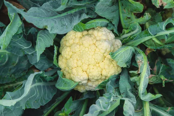 Bahçede karnabahar hasadı. Seçici odaklanma. Yiyecek..