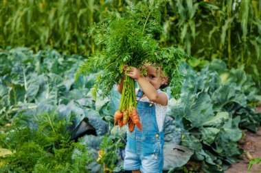 Bir çocuk bahçede havuç ve pancar topluyor. Seçici odaklanma. Doğa.