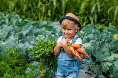 Bir çocuk bahçede havuç ve pancar topluyor. Seçici odaklanma. Doğa.