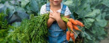 Bir çocuk bahçede havuç ve pancar topluyor. Seçici odaklanma. Doğa.