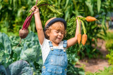 Bir çocuk bahçede havuç ve pancar topluyor. Seçici odaklanma. Doğa.