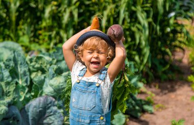 Bir çocuk bahçede havuç ve pancar topluyor. Seçici odaklanma. Doğa.