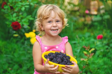 Bahçedeki bir çocuk böğürtlen yer. Seçici odaklanma. Çocuk.