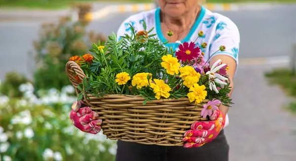 Elderly Woman Plants Flowers Garden Selective Focus Nature — Stock Photo, Image