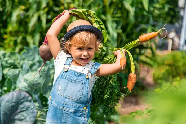 Bir çocuk bahçede havuç ve pancar topluyor. Seçici odaklanma. Doğa.