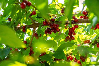 Ağaçtaki kızılcık çileği hasadı. Seçici odaklanma. Yiyecek..