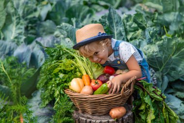 Bir çocuk bahçede sebze topluyor. Seçici odaklanma. Yiyecek..