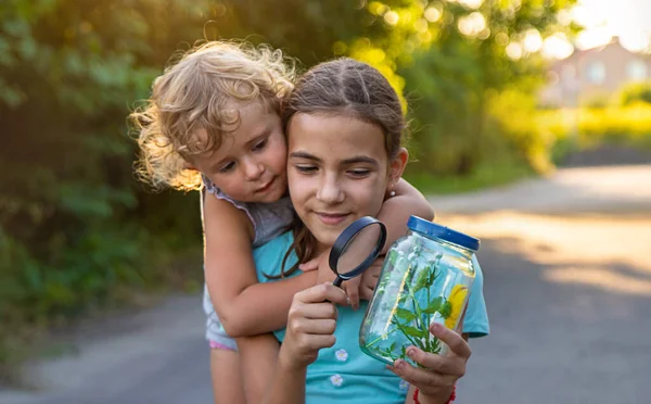 Bir çocuk elinde büyüteçle kavanoza bakar. Seçici odaklanma. Çocuk.