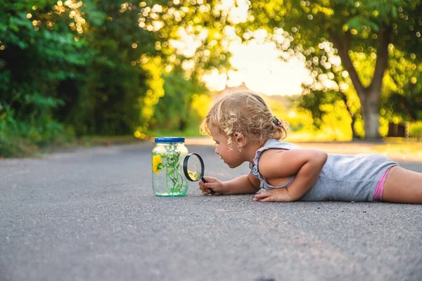 Bir çocuk elinde büyüteçle kavanoza bakar. Seçici odaklanma. Çocuk.
