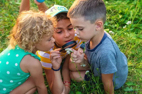 Çocuklar birlikte bahçedeki bitkilere büyüteçle bakıyorlar. Seçici odaklanma. Çocuk.