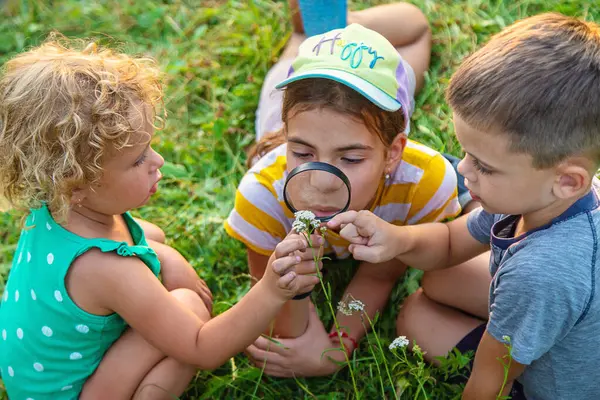 Çocuklar birlikte bahçedeki bitkilere büyüteçle bakıyorlar. Seçici odaklanma. Çocuk.