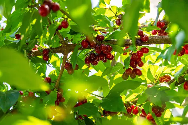 Ağaçtaki kızılcık çileği hasadı. Seçici odaklanma. Yiyecek..
